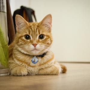 Con chó và mèo cá nhân thẻ thẻ thông minh bằng thép không gỉ nuôi ID tag quét mã QR định vị GPS