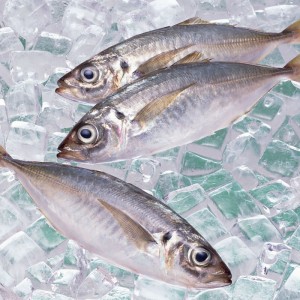 Cá thu đông lạnh