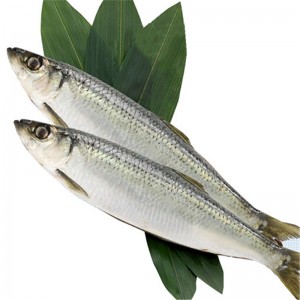 Cá trích đông lạnh