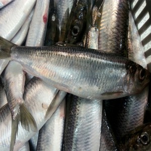 Cá trích đông lạnh