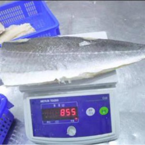 Đông lạnh philê Atlantic Saithe