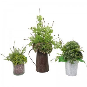 Cây giống hoa oải hương thực tế Cây xanh Trang trí nhà vườn