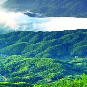 trà fuzhuan hunan anhua trà đen chăm sóc sức khỏe