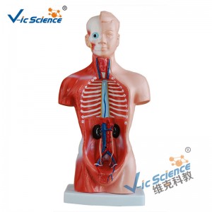 Mô hình 26CM Torso 15 phần Mô hình cơ thể giải phẫu