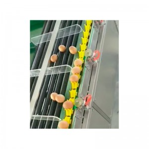 WF100 Egg Description