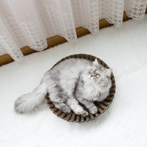 Chim hoa hướng dương