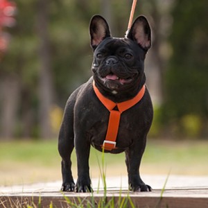 2022 Phong cách mới Khai thác chó đầy màu sắc và dây xích Set Khai thác chó có thể điều chỉnh và kéo đa điểm