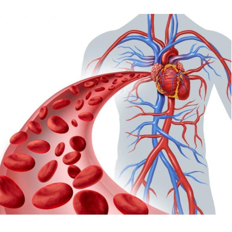 Đại học Tứ Xuyên: NMN có thể ức chế tổn thương tăng huyết áp đối với các mạch máu ở chuột